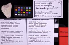 Foto (Objekt + Etiketten) von Lemacola jenniferae (Robins, Feldmann, Schweitzer & Bonde, 2016) (NHMW-GEO-1990-0041-0538)